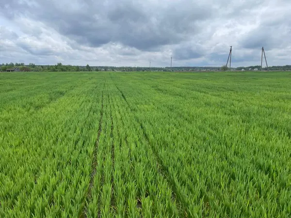 Geniş yeşil çimen alanı, açık mavi gökyüzünün altında uzanıyor..