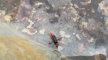 Sakin su yüzeyinde yüzen bir böcek.