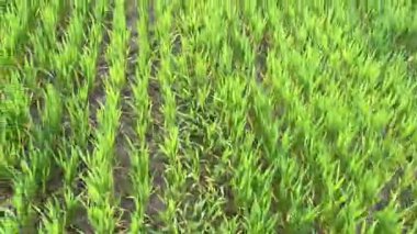 Ufka doğru uzanan yeşil çimen alanı