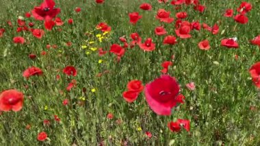 Bahçede açan renkli yaz çiçekleri