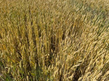 Bahar mevsiminde, güneş ışığı altında eşit derecede büyüyen yeşil buğday filizleri..