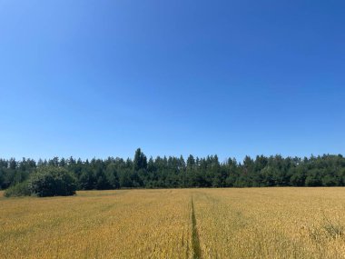 Bahar mevsiminde, güneş ışığı altında eşit derecede büyüyen yeşil buğday filizleri..