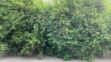 Rüzgarda hafifçe savrulan çalılar