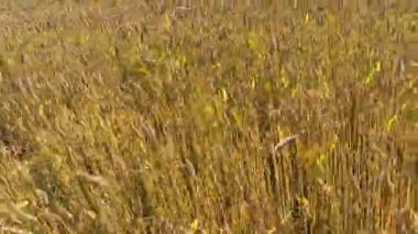 Baharda genç yeşil buğday tarlası