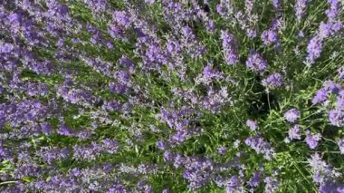 Yaz tarlasında açan lavanta çiçekleri