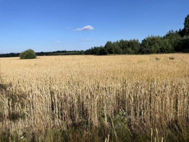 Açık mavi bir gökyüzünün altında uzun yeşil ya da altın çimenler olan huzurlu bir kırsal köyde geniş bir yaz tarlası.