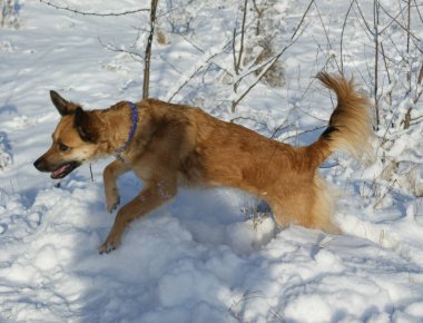 Red Dingo dogs that run through the forest and play in the snow.