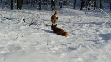 Red Dingo dogs that run through the forest and play in the snow.