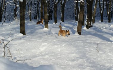 Red Dingo dogs that run through the forest and play in the snow.