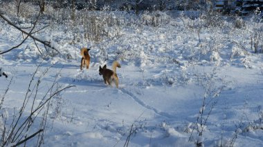 Red Dingo dogs that run through the forest and play in the snow.