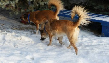 Red Dingo dogs that run through the forest and play in the snow.