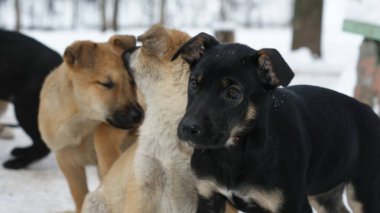 Kırmızı, siyah ve benekli köpek yavruları dışarıda yaşar ve karda oynarlar..