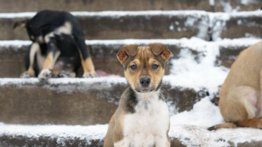 Kırmızı, siyah ve benekli köpek yavruları dışarıda yaşar ve karda oynarlar..