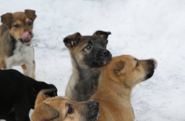 Kırmızı, siyah ve benekli köpek yavruları dışarıda yaşar ve karda oynarlar..