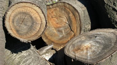 Devrilmiş bir ağaç bereketli yeşil çimenlerin üzerinde zarif bir şekilde uzanır, testereyle süslenmiş ucunu ortaya çıkarır büyüleyici ve karmaşık bir dokuyla..