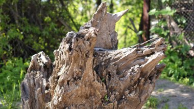 Ahşap Mucizeler - Botanik Bahçesine adanmış heykeller botanik bahçesini süsleyen ahşap heykellerin büyüleyici güzelliğini keşfeder, doğanın ihtişamıyla sanatın harmanlanmasını sağlar.