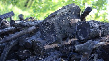 Sıcak güneş ışığında ışıldayan muhteşem bir ağaç ve dallar yığını çarpıcı dokularını ve şablonlarını sergiliyor..