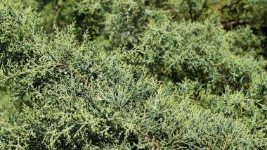 Doğanın Paleti - Botanik Bahçesinde Canlı Çimen ve Kozalaklı Ağaçlar. Kendinizi renkli otların yemyeşil tarlalarının kozalaklı ağaçların görkemli varlığını tamamladığı canlı bir botanik bahçesine daldırın..