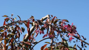 Doğanın Paleti - Botanik Bahçesinde Canlı Çimen ve Kozalaklı Ağaçlar. Kendinizi renkli otların yemyeşil tarlalarının kozalaklı ağaçların görkemli varlığını tamamladığı canlı bir botanik bahçesine daldırın..