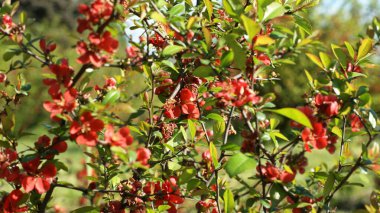 Doğanın Paleti - Botanik Bahçesinde Canlı Çimen ve Kozalaklı Ağaçlar. Kendinizi renkli otların yemyeşil tarlalarının kozalaklı ağaçların görkemli varlığını tamamladığı canlı bir botanik bahçesine daldırın..