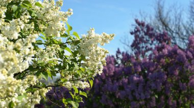 Doğanın Paleti - Botanik Bahçesinde Canlı Çimen ve Kozalaklı Ağaçlar. Kendinizi renkli otların yemyeşil tarlalarının kozalaklı ağaçların görkemli varlığını tamamladığı canlı bir botanik bahçesine daldırın..