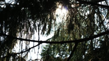 Doğanın Paleti - Botanik Bahçesinde Canlı Çimen ve Kozalaklı Ağaçlar. Kendinizi renkli otların yemyeşil tarlalarının kozalaklı ağaçların görkemli varlığını tamamladığı canlı bir botanik bahçesine daldırın..