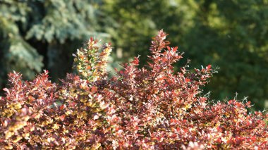 Doğanın Paleti - Botanik Bahçesinde Canlı Çimen ve Kozalaklı Ağaçlar. Kendinizi renkli otların yemyeşil tarlalarının kozalaklı ağaçların görkemli varlığını tamamladığı canlı bir botanik bahçesine daldırın..