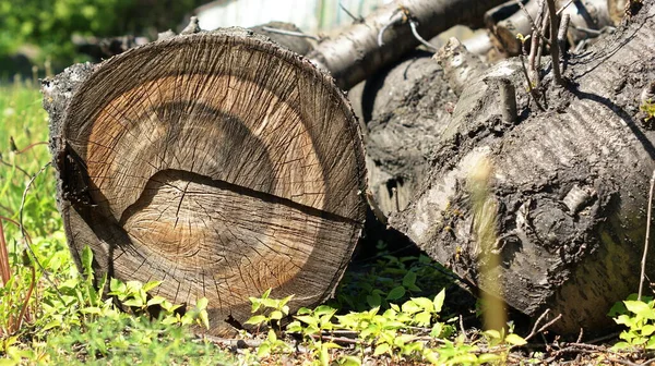 Ein Umgestürzter Baum Ruht Anmutig Auf Dem Sattgrünen Gras Und — Stockfoto
