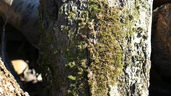 Canlı Yeşil Yosunlarla Süslenmiş Ağaç Kütüklerinin Büyüleyici Görüntüsünü Keşfedin Resimli — Stok fotoğraf