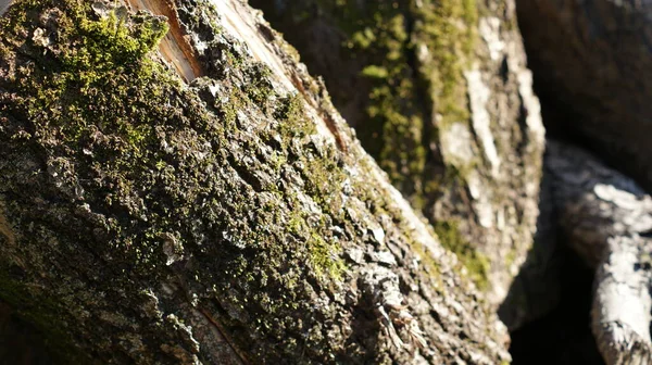 Ανακαλύψτε Μαγευτικό Θέαμα Των Κορμών Των Δέντρων Στολισμένα Ζωντανά Πράσινα — Φωτογραφία Αρχείου