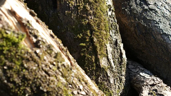 Discover Enchanting Sight Tree Stumps Adorned Vibrant Green Moss Creating — Stock Photo, Image