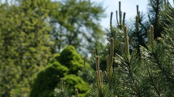 Esplorare Fiorente Giardino Botanico Come Giovani Conifere Stand Alto Mostra — Foto Stock