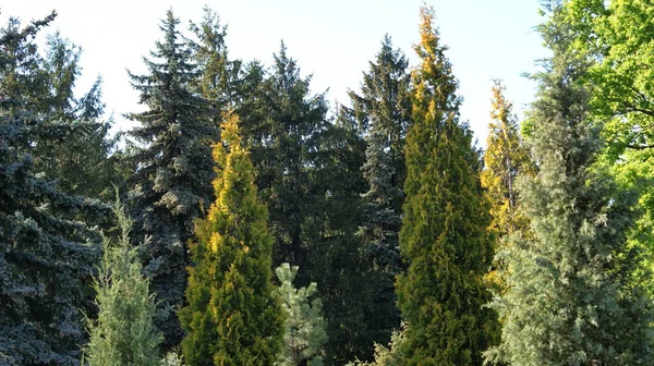 Naturens Palett Levande Gräs Och Barrträd Botaniska Trädgården Fördjupa Dig — Stockfoto