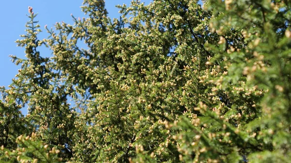 Entdecken Sie Den Blühenden Botanischen Garten Während Junge Nadelbäume Hoch — Stockfoto