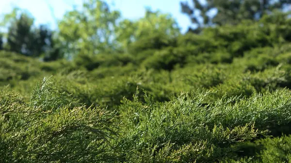 자연의 팔레트 정원에 Vibrant Grass Coniferous Trees 형형색색의 침엽수의 자태를 — 스톡 사진