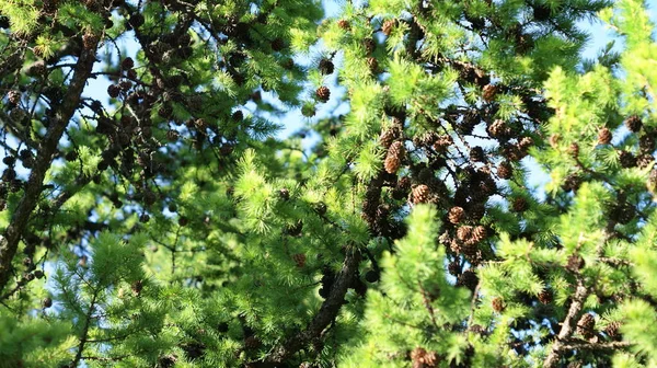 Ontdek Bloeiende Botanische Tuin Terwijl Jonge Naaldbomen Hoog Staan Hun — Stockfoto