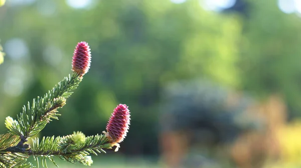 Gelişmekte Olan Botanik Bahçesini Keşfedin Genç Kozalaklı Ağaçlar Dimdik Ayakta — Stok fotoğraf