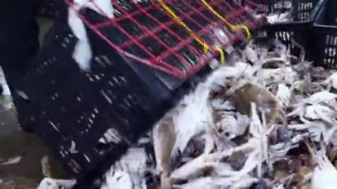 Taze Yakalanmış Uzak Doğu Yengeci 'ni seçiyorum. Dikkatli bir el, gemilerden yeni indirilmiş bir Uzak Doğu yengecini seçer. Lezzetli bir deniz ürünleri ziyafeti için en taze avı sağlar..