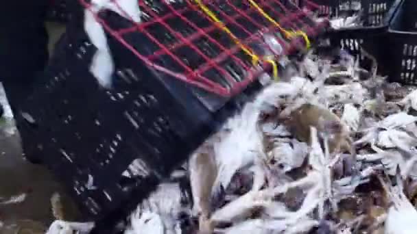 Selecting Freshly Caught Far Eastern Crab Careful Hand Selects Far — Stock Video