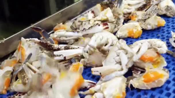 Yengeç Taşıma Bandında Işleniyor Yengeç Parçaları Deniz Ürünleri Işleme Tesisinde — Stok video