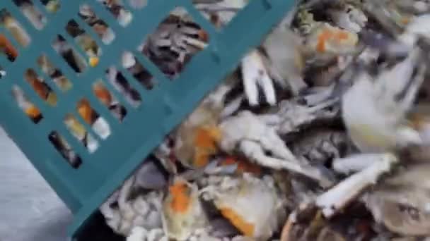 Manuelle Krabbenverpackung Für Sterilen Versand Fernöstliche Krabbenstücke Werden Industriellen Maßstab — Stockvideo