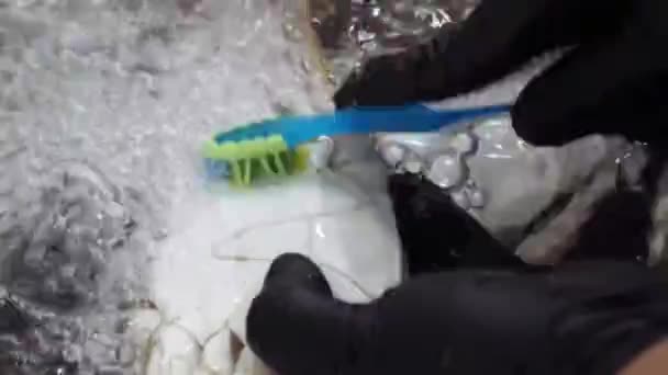 Discover Meticulous Process Thoroughly Washing Freshly Brought Crabs Toothbrush Running — Stock Video