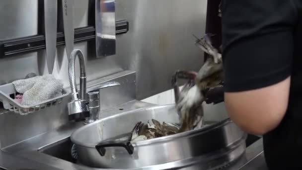 在餐馆厨房里细细品味一番 把蟹腿彻底冲洗干净 小心地放在蒸锅里 确保烹调的完美 — 图库视频影像