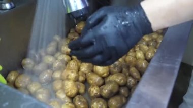 Akan suyun altında patatesleri iyice durulamak ve modern bir temizlik makinesine yüklemek..