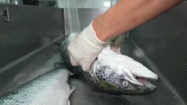 Akan suyun altında somon leşlerini durulamak. Lokanta mutfağında özel aletlerle somon balıklarını teraziden temizlemek..