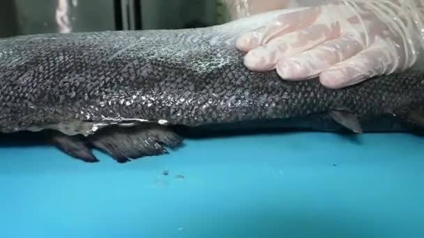 Proces Krojenia Tuszy Łososia Wypełnianie Oddzielanie Kręgosłupa Filetu Cięcie Nożem — Wideo stockowe