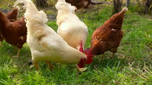 自然の中の家禽農場を探索し 鶏やロースターの鍛造を見学し 機械的な卵の分類ラインを発見する — ストック動画