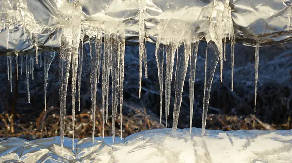 A close-up view of icicles hanging from a surface, glistening in the sunlight Below the icicles, snow is accumulated, reflecting the chilly atmosphere. In the background, dried plants partially covered by snow are illuminated by natural light