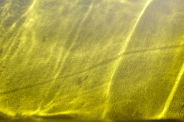 Işık parıltısıyla fotofon ve metin için boşluk. Güneş ışınlarının bulanık etkisi. Poster, Bayrak, Kart, Kopya Boşluğu ile Uçan için soyut arkaplan.