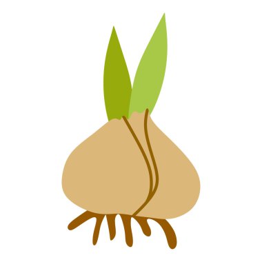 Çiçek Ampulleri Vektör Düz illüstrasyon Beyaz üzerinde izole. Yeşil Yapraklı Botanik Bahar Tasarımı Çizgisi. Doğa konsepti, taze soğan. Grafik Sanatı, Büyüme veya Yemek Pişirme. Kart, Etiket, Poster İçin